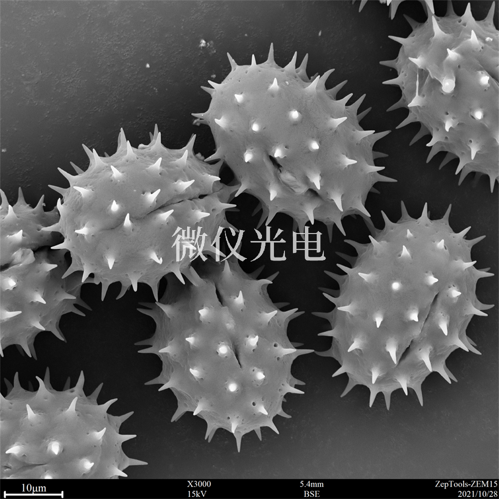 掃描電鏡測樣，要注意什么？